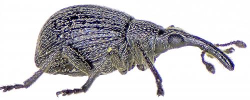 Réf. 191 531 : Holotrichapion ononis